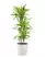 Драцена Лемон Лайм 3 ствола в CLASSICO 35