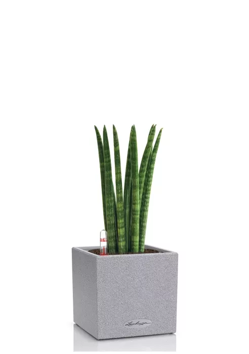 Сансевиерия Цилиндрика в CANTO STONE 14, серый камень