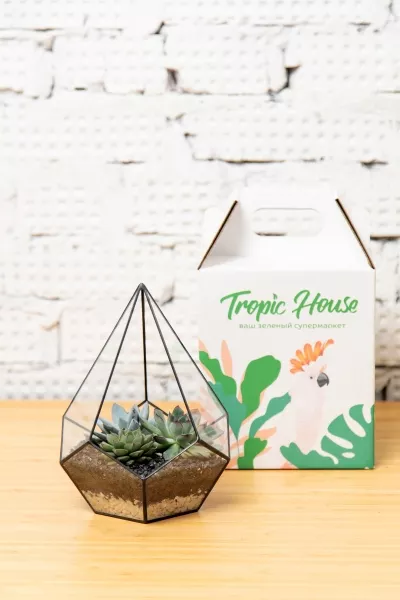 Флорариум - мини капля с суккулентами
