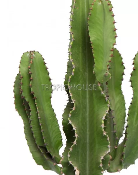 Эуфорбия Ингенс в CUBICO 30