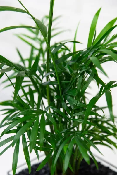 Флорариум с Хамедореей 40 см в кубе