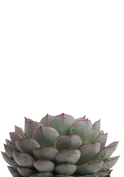 Эхеверия микс 10 см в CUBE COLOR 14