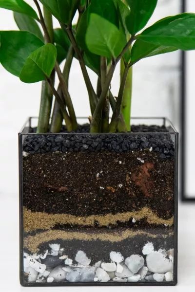 Флорариум с Замиокулькасом 45 см в кубе