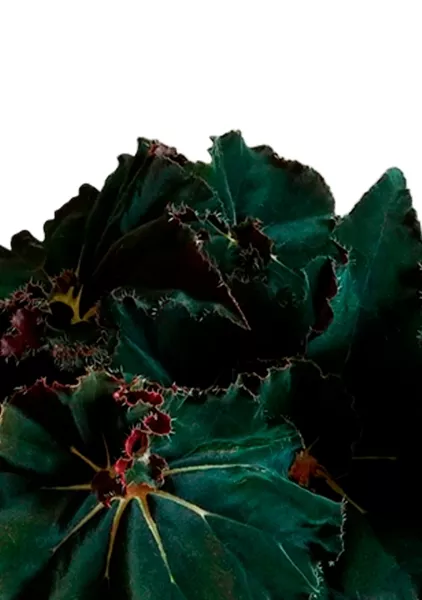 Бегония Рекс Дарк Мамба 12/25 см в PURO 20