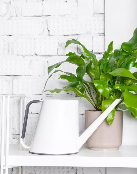 Лейка для комнатных цветов Loft (белый)