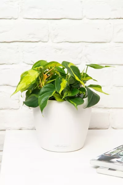 Филодендрон Сканденс Бразил 17/30 см