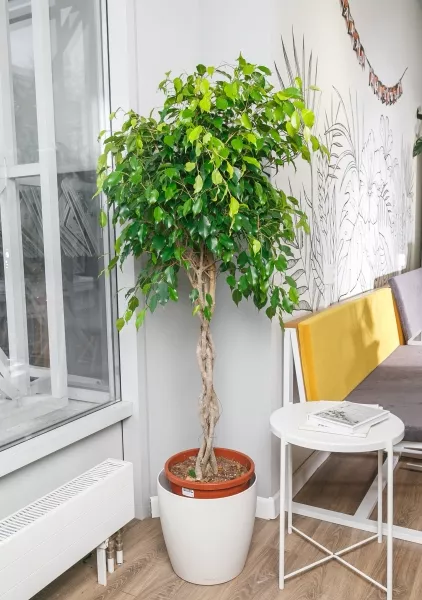 Фикус Бенджамина Экзотика переплетенный 40/150 см
