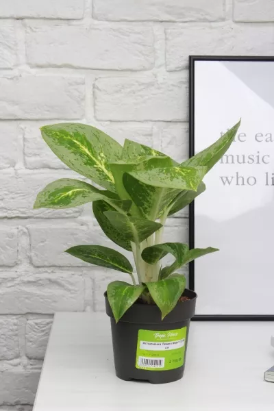 Аглаонема Лемон Минт 12/40 см в CLASSICO COLOR 18