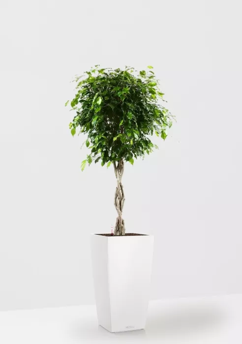 Фикус Бенджамина Экзотика переплетенный в CUBICO COLOR 30, белый