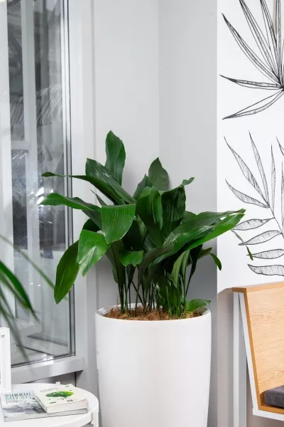 Аспидистра в RONDO 40