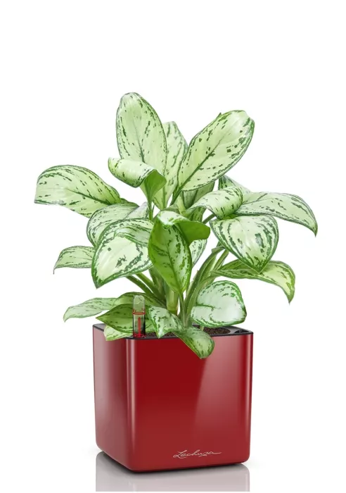 Аглаонема Кристина в CUBE GLOSSY 16, ярко-красный блестящий 