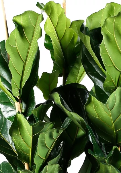 Фикус Лирата Эксклюзив 34/180 см