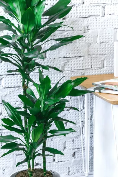 Драцена Джанет Линд 3 ствола 21/90 см