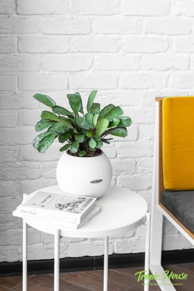 Ктенанта Амагрис в PURO 20