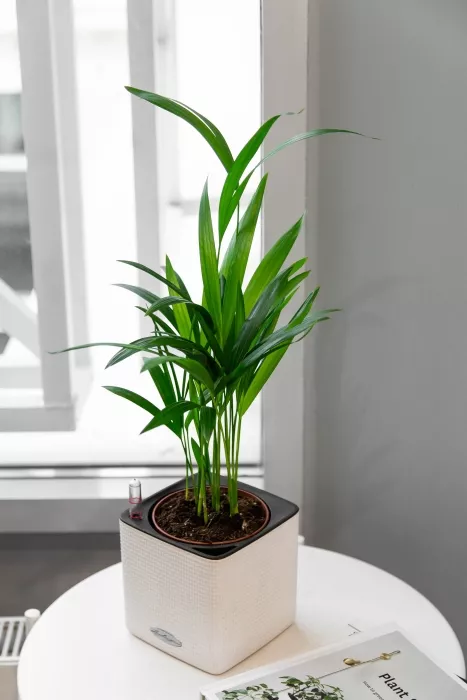 Хризалидокарпус в CUBE COLOR 14