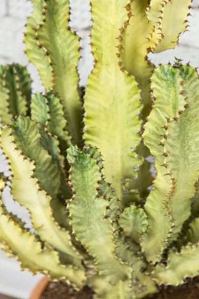 Эуфорбия Ингенс 30/100 см