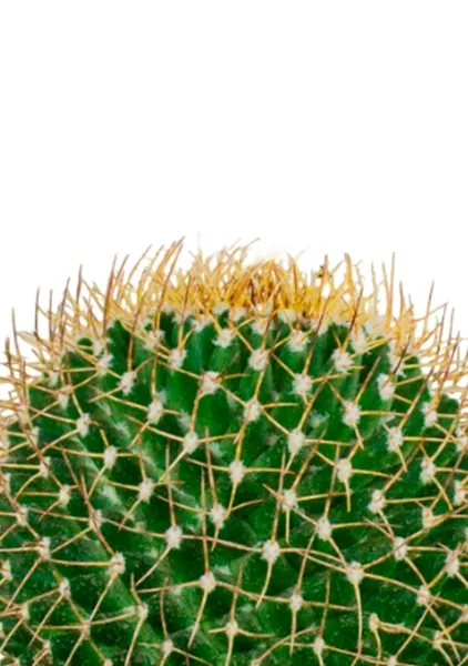 Кактус Маммиллярия Полителе 12/20 см в CUBE GLOSSY KISS 14