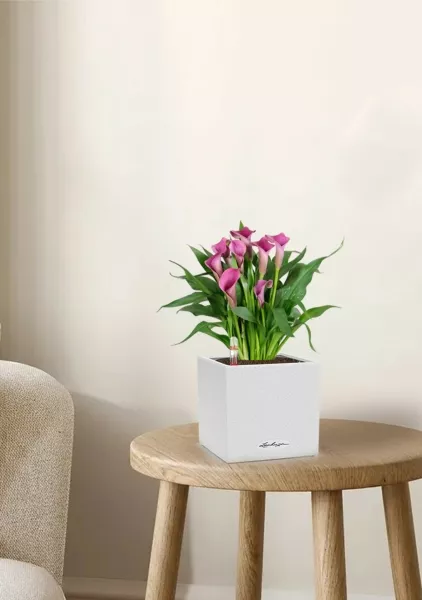 Калла микс 12/35 см в CANTO STONE 14