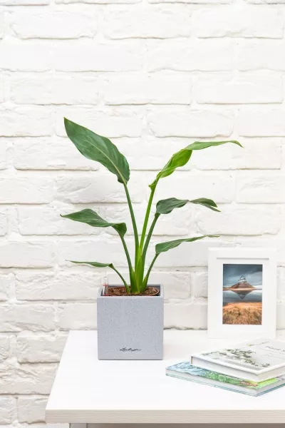 Стрелиция Регина в CANTO STONE 14