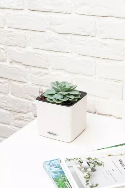 Эхеверия цветной микс 12 см