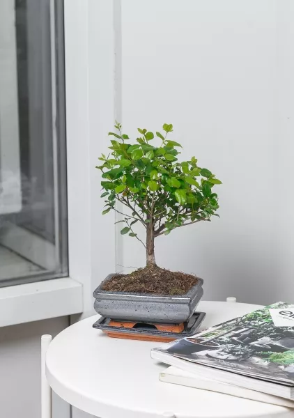 Бонсай микс в керамике 20/45 см