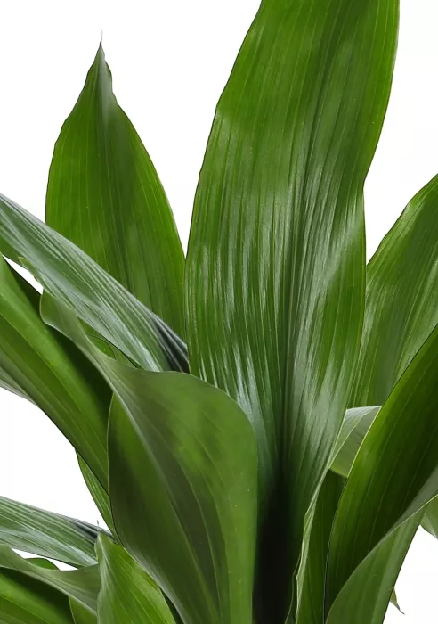 Аспидистра в CUBICO 30