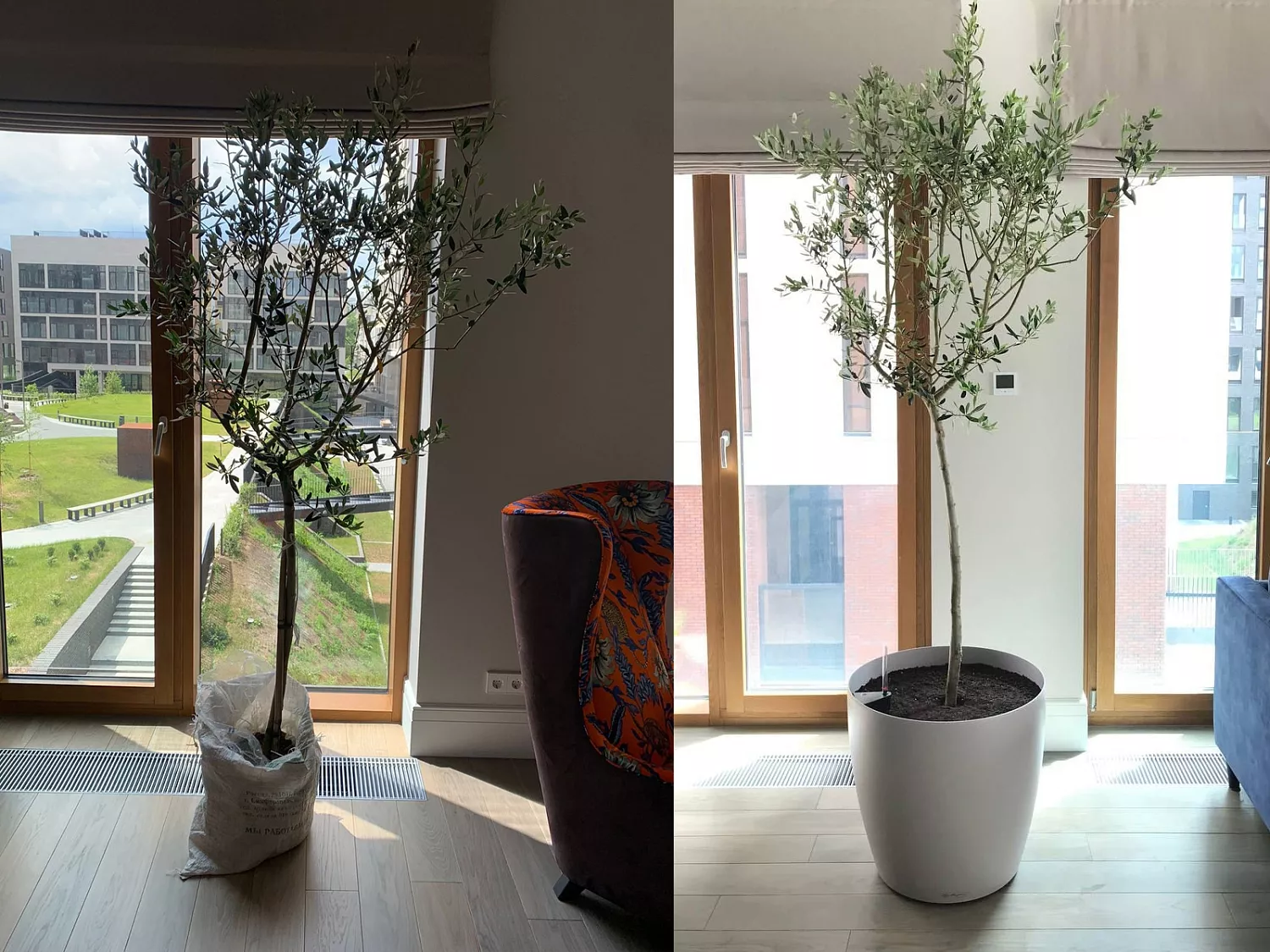 ВЫЕЗДНАЯ ПЕРЕСАДКА РАСТЕНИЙ