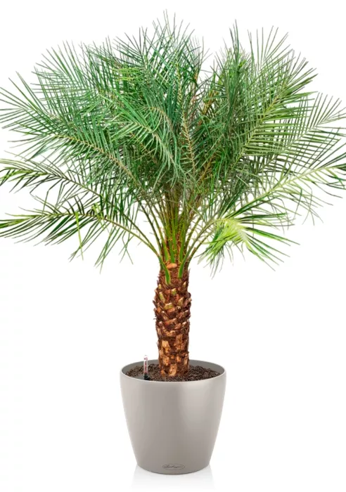 Финиковая пальма Робилини в CLASSICO COLOR 43, песочно-коричневый