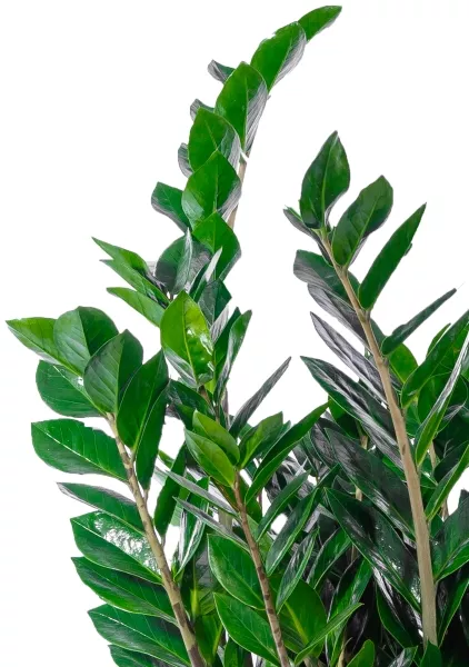 Замиокулькас 24/100 см