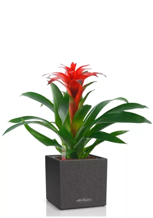 Гузмания Калипсо красная 12/40 см в CANTO STONE 14, графитовый черный