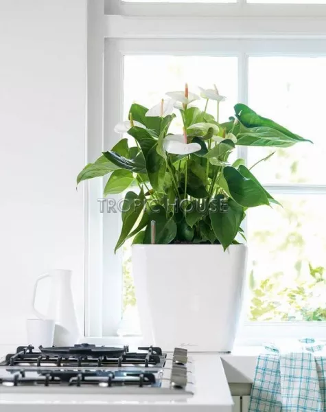 Кашпо LECHUZA QUADRO LS 35х33 см