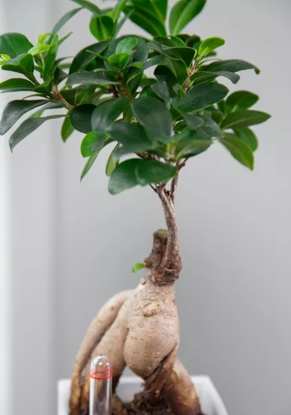 Бонсай в MINI CUBI 9