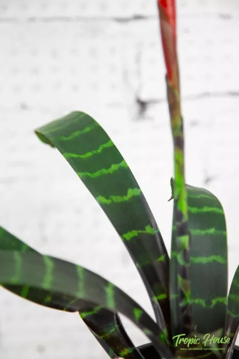 Вриезия Спленриет в CANTO STONE 14