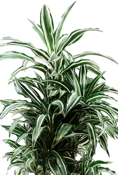 Драцена Варнески бранч 27/130 см в CUBE 40