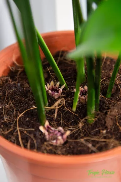 Аспидистра Элатиор 15/55 см