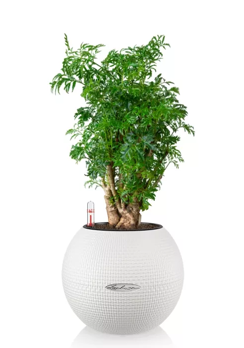 Полисциас Фрутикоза PURO 20, белый