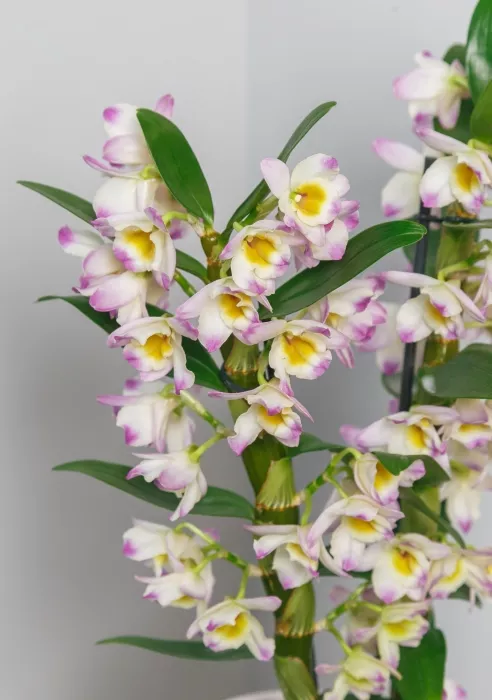 Орхидея Дендробиум розовый в ORCHIDEA 18