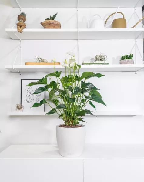 Антуриум белый в CLASSICO 21