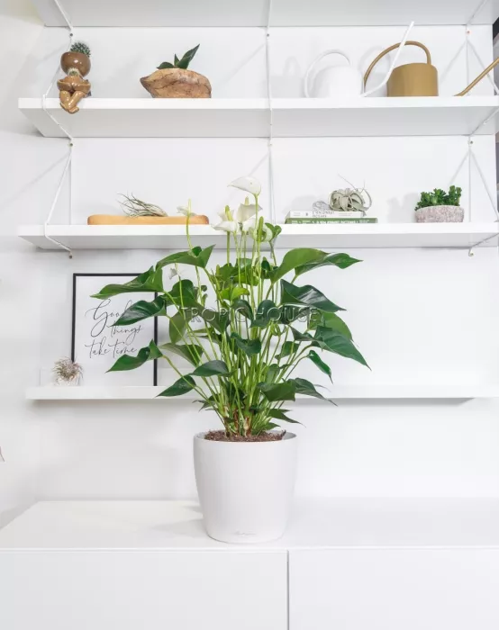 Антуриум белый в CLASSICO 21