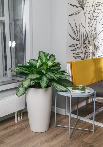 Аглаонема Сильвер Бей 24/65 см