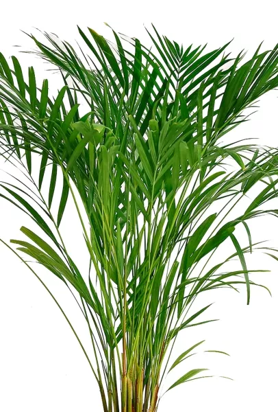 Хризалидокарпус Арека 19/120 см в CUBE 30