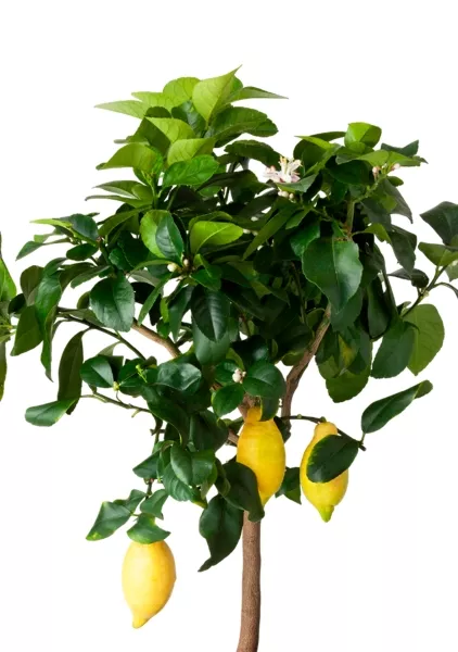 Цитрус Лимон 21/80 см в RONDO 32