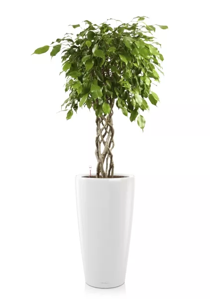 Фикус Бенджамина цилиндр 24/100 в RONDO 32