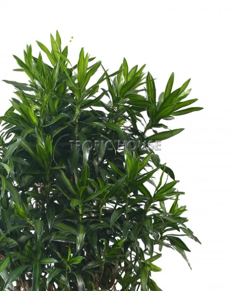 Драцена Песнь Ямайке в CUBICO COLOR 40