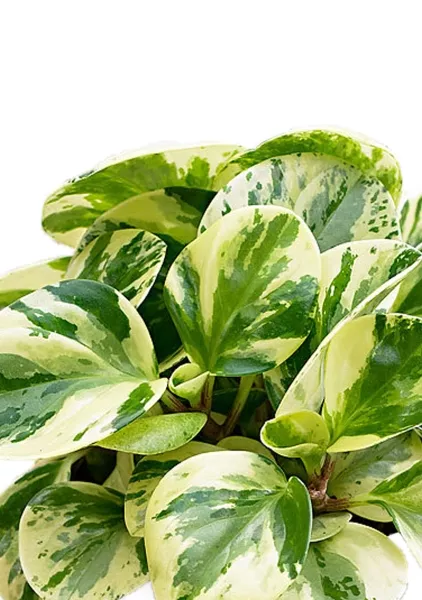 Пеперомия Биколор в CUBE COLOR 14