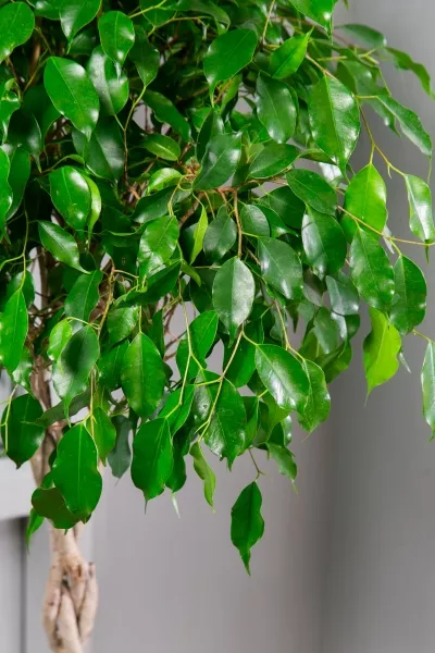 Фикус Экзотика переплетенный 23/110 см