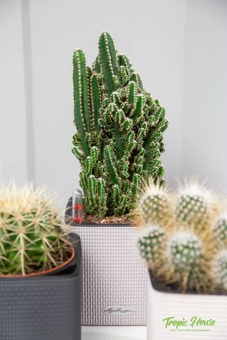 Набор "Кактусы" в CUBE COLOR 14