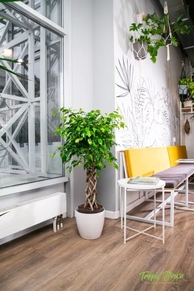 Фикус Бенджамина Экзотика цилиндр 24/100 см