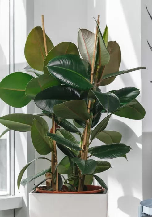 Фикус Эластика Робуста в CUBICO 30