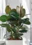Фикус Эластика Робуста в CUBICO 30